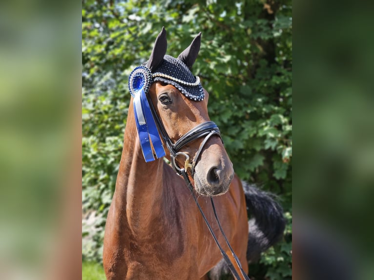 Hannoveraner Wallach 5 Jahre 178 cm Brauner in Lippetal