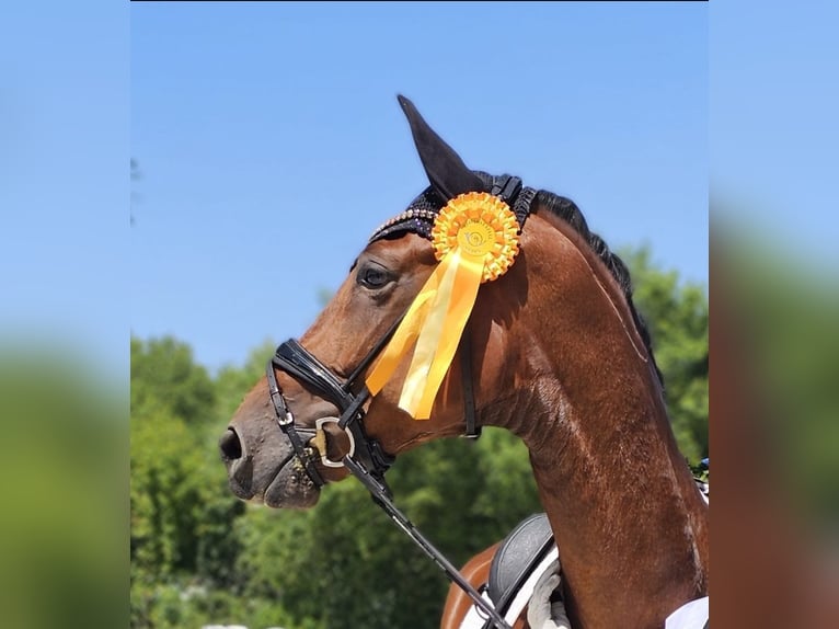 Hannoveraner Wallach 5 Jahre 178 cm Brauner in Lippetal