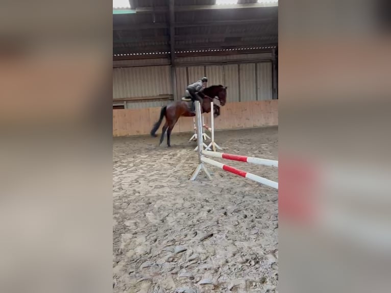 Hannoveraner Wallach 5 Jahre 178 cm Brauner in Gorleben