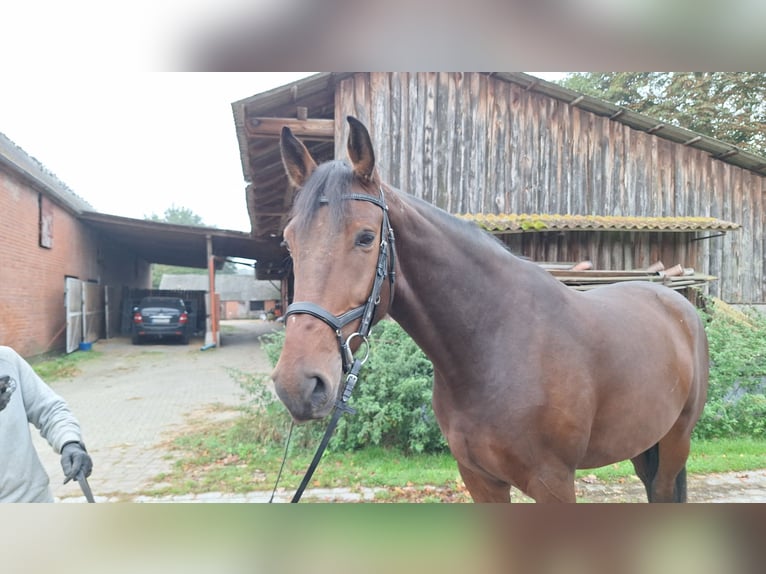 Hannoveraner Wallach 5 Jahre 178 cm Brauner in Gorleben