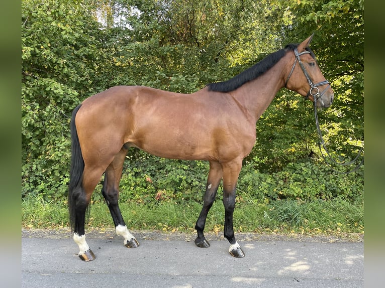 Hannoveraner Wallach 5 Jahre 178 cm Brauner in Overath