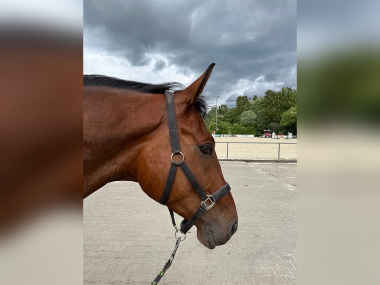 Hannoveraner Wallach 5 Jahre 178 cm Brauner in Sonneberg