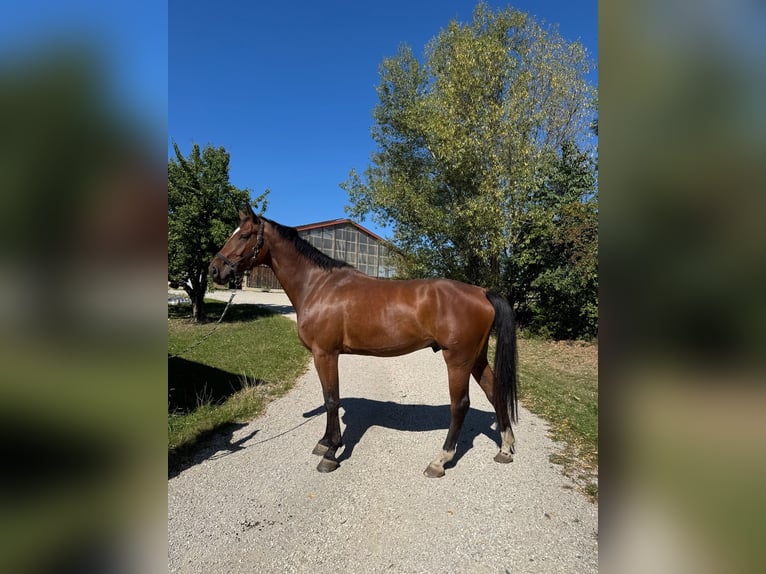 Hannoveraner Wallach 5 Jahre 178 cm Brauner in Sonneberg