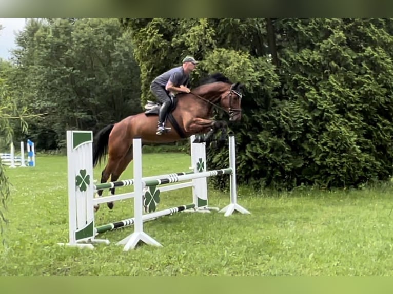 Hannoveraner Wallach 5 Jahre 178 cm Brauner in Sonneberg