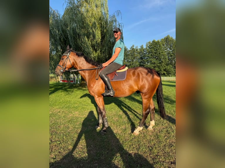 Hannoveraner Wallach 5 Jahre 178 cm Brauner in Sonneberg
