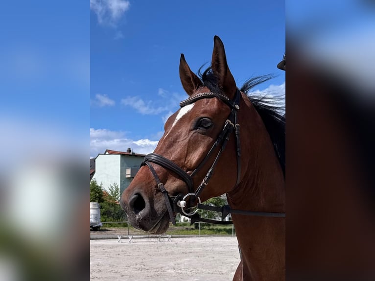 Hannoveraner Wallach 5 Jahre 178 cm Brauner in Sonneberg
