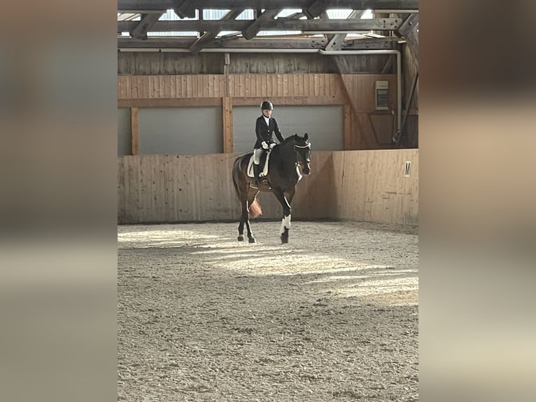 Hannoveraner Wallach 5 Jahre 178 cm Dunkelbrauner in Aschau am Inn