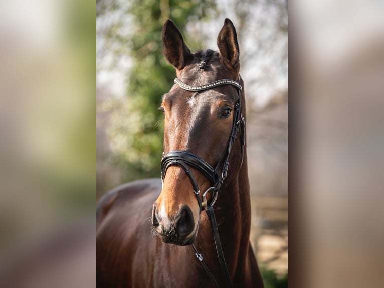 Hannoveraner Wallach 5 Jahre 178 cm Dunkelbrauner in Melle