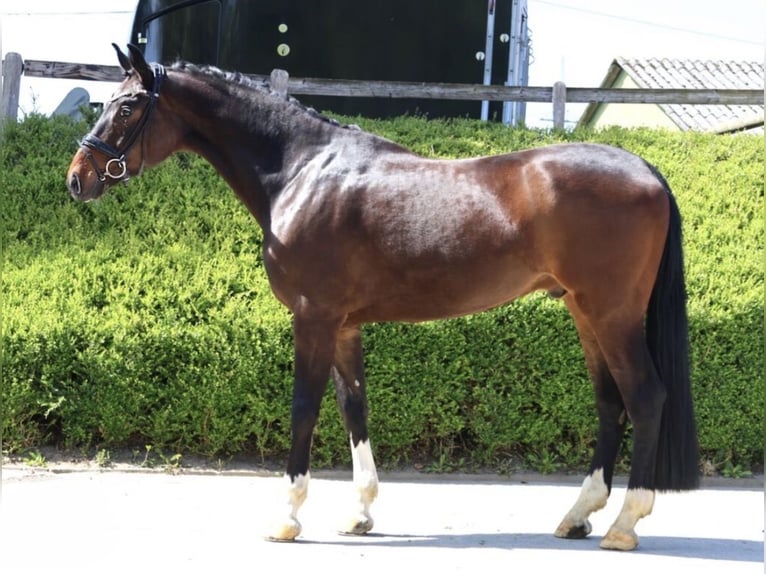 Hannoveraner Wallach 5 Jahre 178 cm Dunkelbrauner in Fröndenberg
