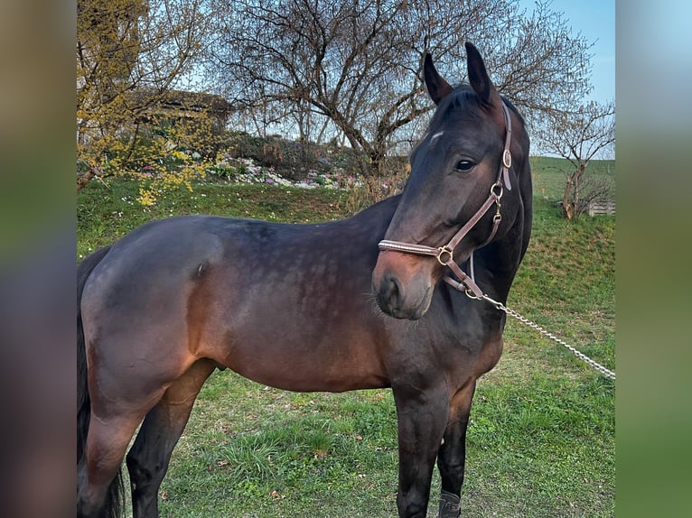 Hannoveraner Wallach 5 Jahre 178 cm Dunkelbrauner in Wichtrach