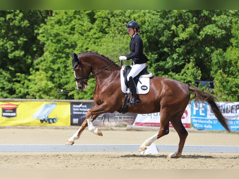 Hannoveraner Wallach 5 Jahre 178 cm Dunkelfuchs in Melle