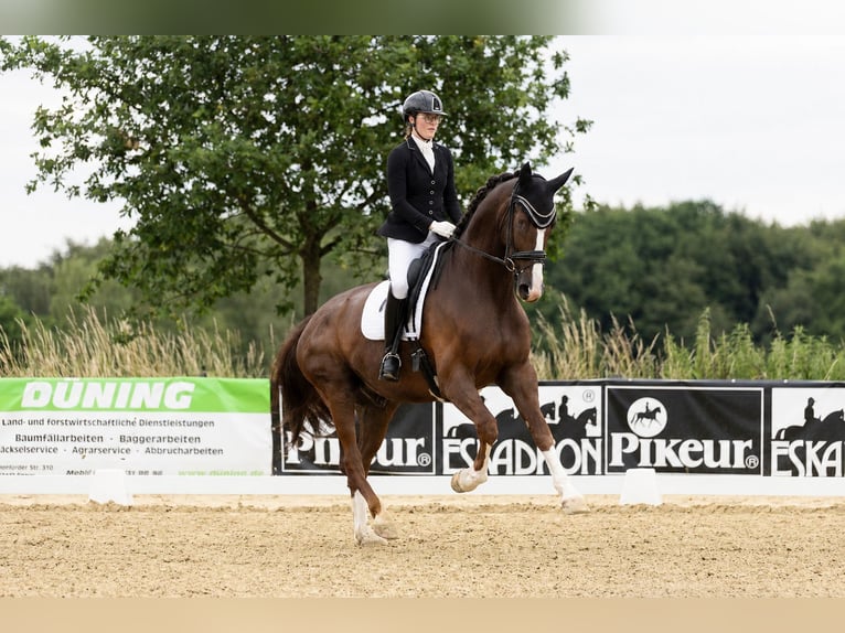 Hannoveraner Wallach 5 Jahre 178 cm Dunkelfuchs in Melle