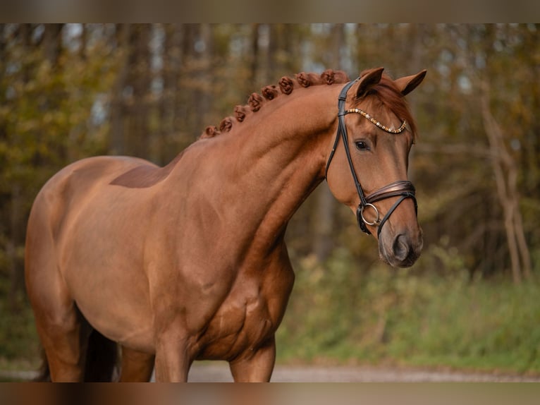 Hannoveraner Wallach 5 Jahre 178 cm Fuchs in Wehringen