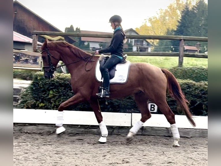Hannoveraner Wallach 5 Jahre 178 cm Fuchs in Wolnzach