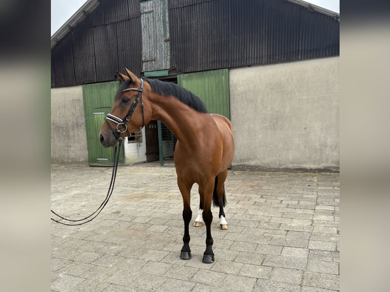 Hannoveraner Wallach 5 Jahre 179 cm Brauner in Neuhaus an der Oste