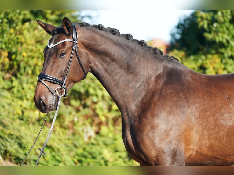 Hannoveraner Wallach 5 Jahre 179 cm Dunkelbrauner in Hohenfelde