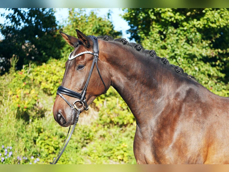 Hannoveraner Wallach 5 Jahre 179 cm Dunkelbrauner in Hohenfelde