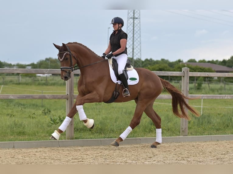 Hannoveraner Wallach 5 Jahre 179 cm Fuchs in Ettringen