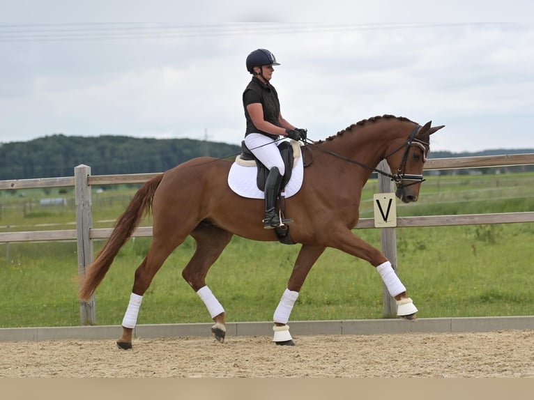 Hannoveraner Wallach 5 Jahre 179 cm Fuchs in Ettringen