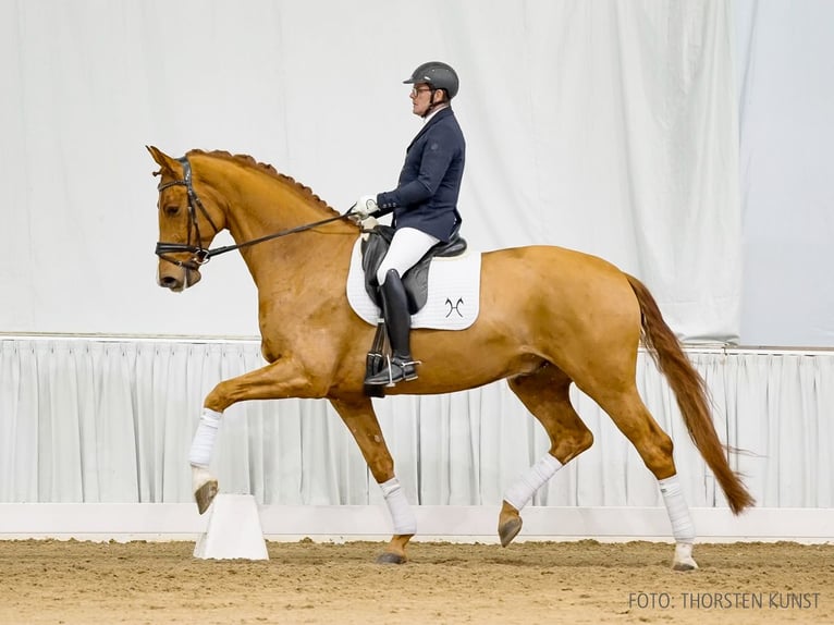 Hannoveraner Wallach 5 Jahre 179 cm Fuchs in Verden