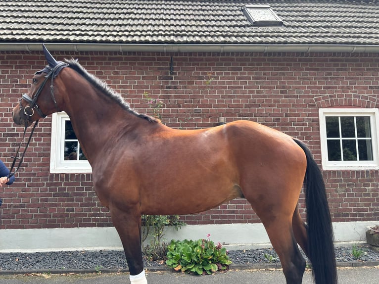 Hannoveraner Wallach 5 Jahre 180 cm Brauner in Hamminkeln