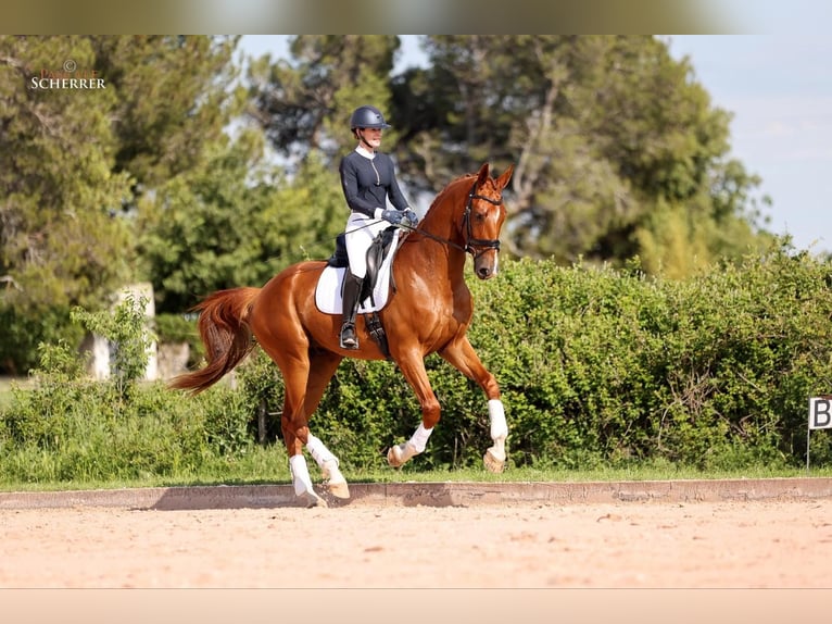 Hannoveraner Wallach 5 Jahre 180 cm Fuchs in Bouches du Rhône