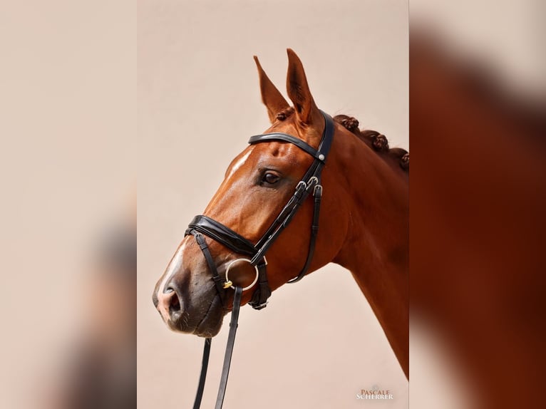 Hannoveraner Wallach 5 Jahre 180 cm Fuchs in Bouches du Rhône