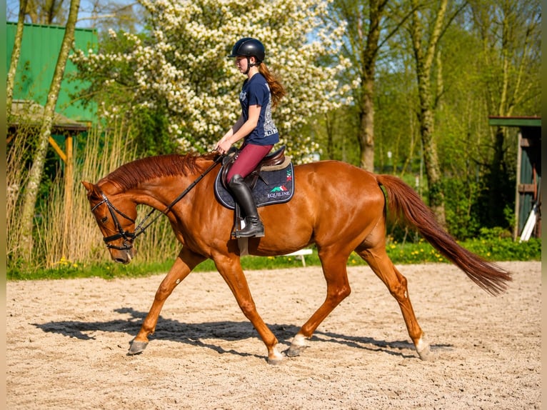Hannoveraner Wallach 5 Jahre 180 cm Fuchs in Misselwarden
