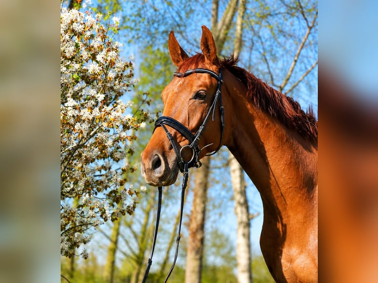 Hannoveraner Wallach 5 Jahre 180 cm Fuchs in Misselwarden