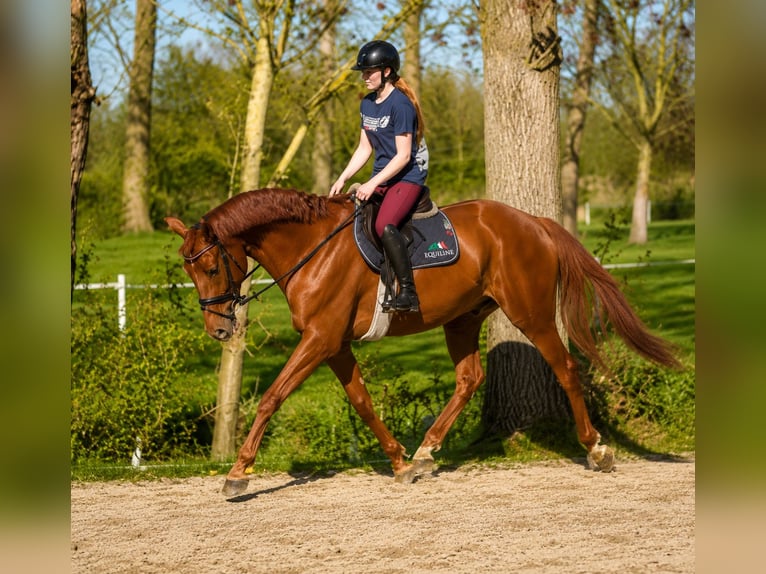 Hannoveraner Wallach 5 Jahre 180 cm Fuchs in Misselwarden