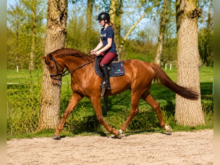 Hannoveraner Wallach 5 Jahre 180 cm Fuchs in Misselwarden
