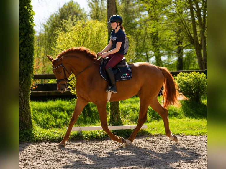 Hannoveraner Wallach 5 Jahre 180 cm Fuchs in Misselwarden