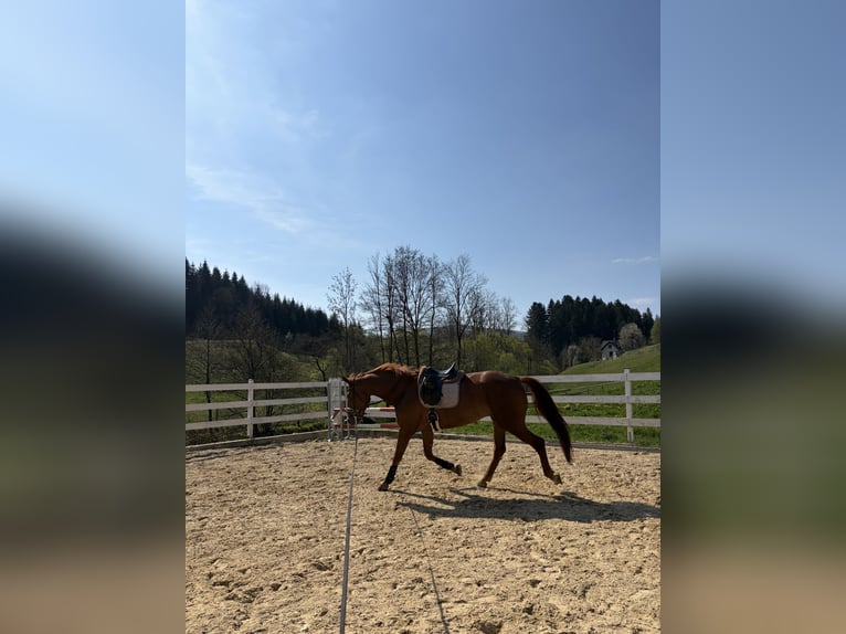 Hannoveraner Wallach 5 Jahre 180 cm Fuchs in St Oswald