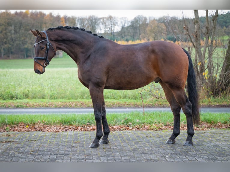 Hannoveraner Wallach 5 Jahre 181 cm Brauner in Merzen