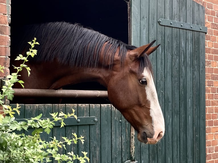 Hannoveraner Wallach 5 Jahre 182 cm Brauner in Nienburg (Weser)