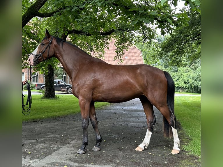 Hannoveraner Wallach 5 Jahre 182 cm Brauner in Nienburg (Weser)