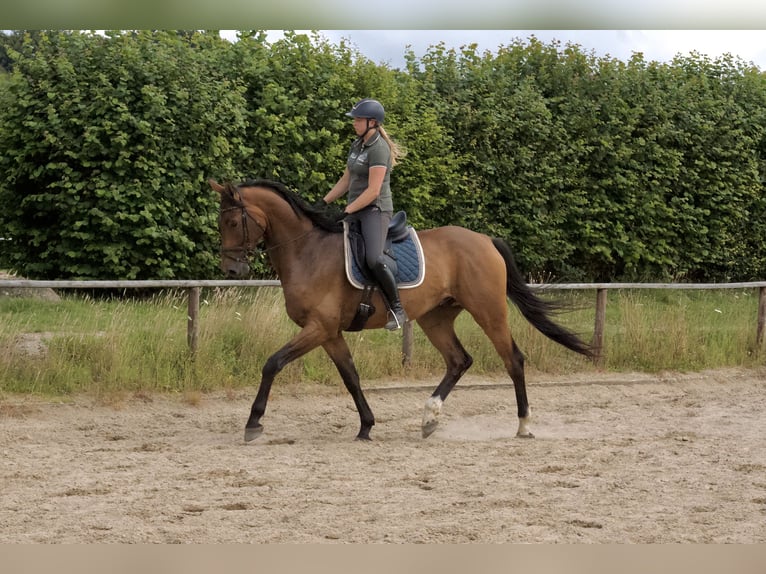Hannoveraner Wallach 5 Jahre 182 cm Hellbrauner in Stafstedt Hannoveraner Wallach 5 Jahre 182 cm Hellbrauner in Stafstedt