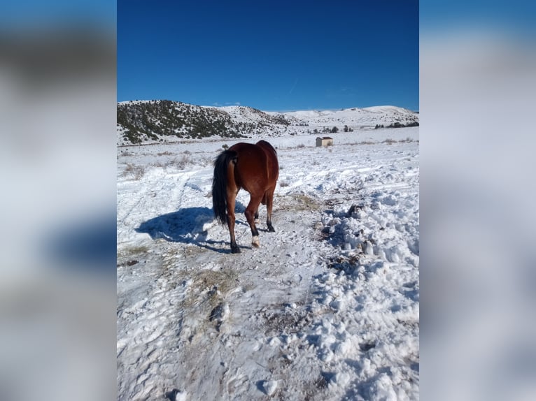 Hannoveraner Mix Wallach 5 Jahre Rotbrauner in Westcliffe