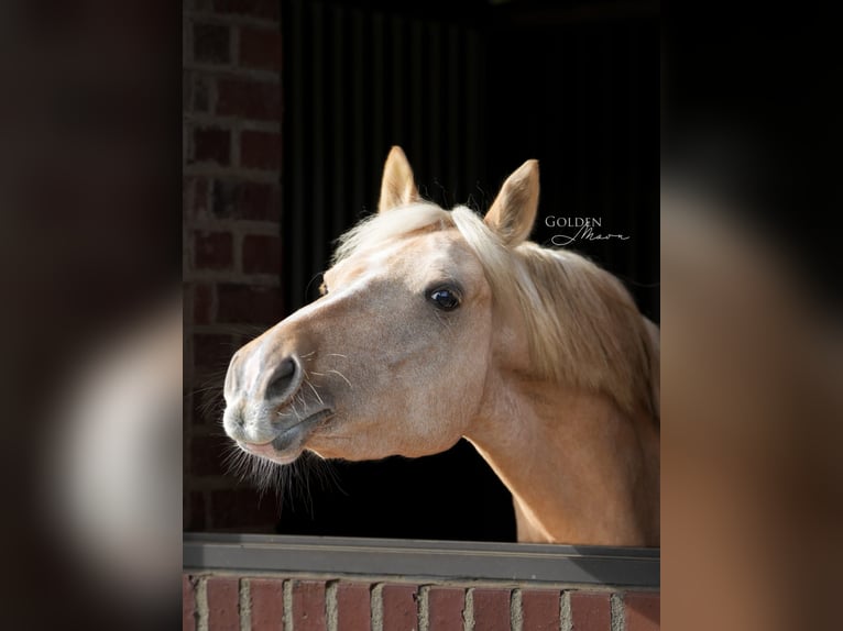 Hannoveraner Wallach 6 Jahre 145 cm Palomino in Pulheim