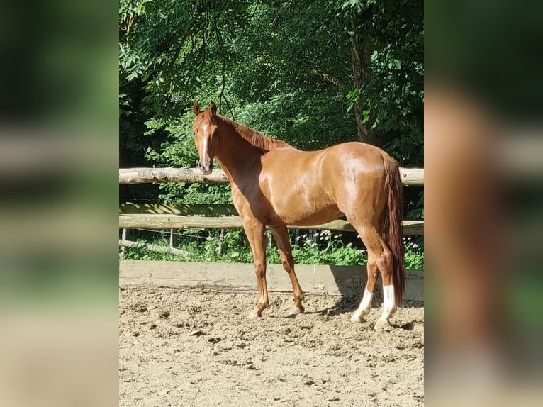 Hannoveraner Wallach 6 Jahre 162 cm in Schwerte