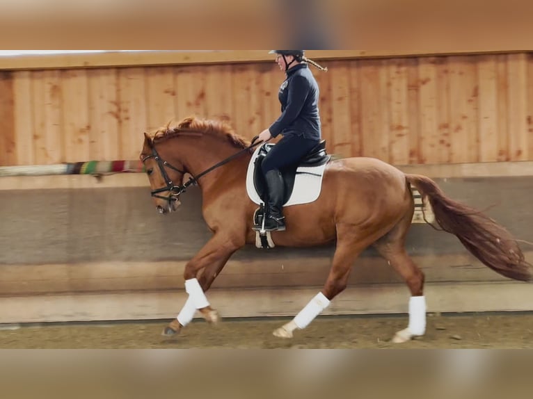 Hannoveraner Wallach 6 Jahre 162 cm in Schwerte