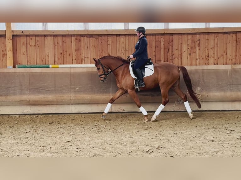 Hannoveraner Wallach 6 Jahre 162 cm in Schwerte