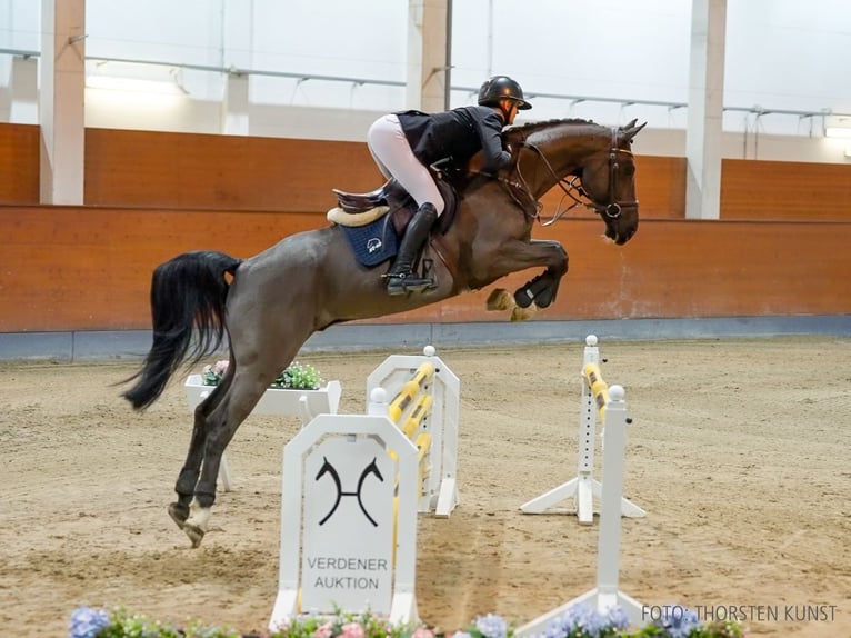 Hannoveraner Wallach 6 Jahre 162 cm Rappe in Verden