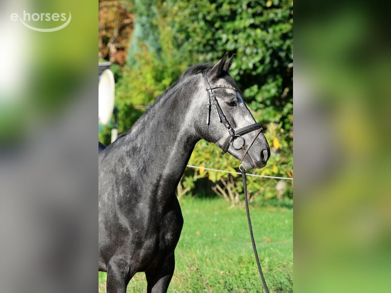 Hannoveraner Wallach 6 Jahre 162 cm Schimmel in Kutenholz