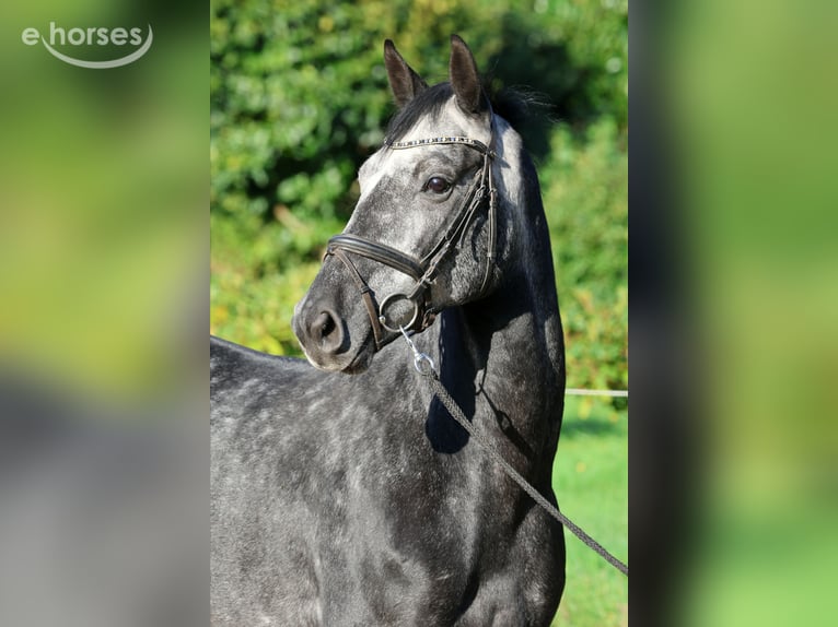 Hannoveraner Wallach 6 Jahre 162 cm Schimmel in Kutenholz