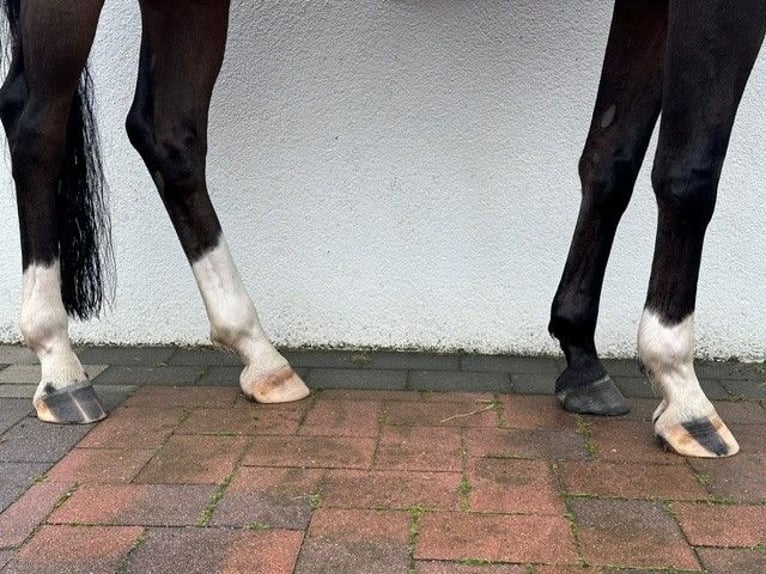 Hannoveraner Wallach 6 Jahre 163 cm Brauner in Riede
