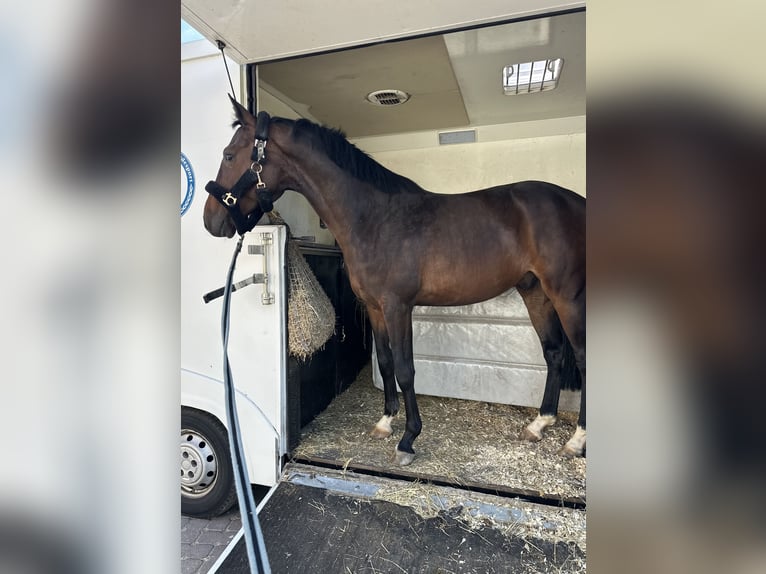 Hannoveraner Wallach 6 Jahre 163 cm Brauner in Burghaun