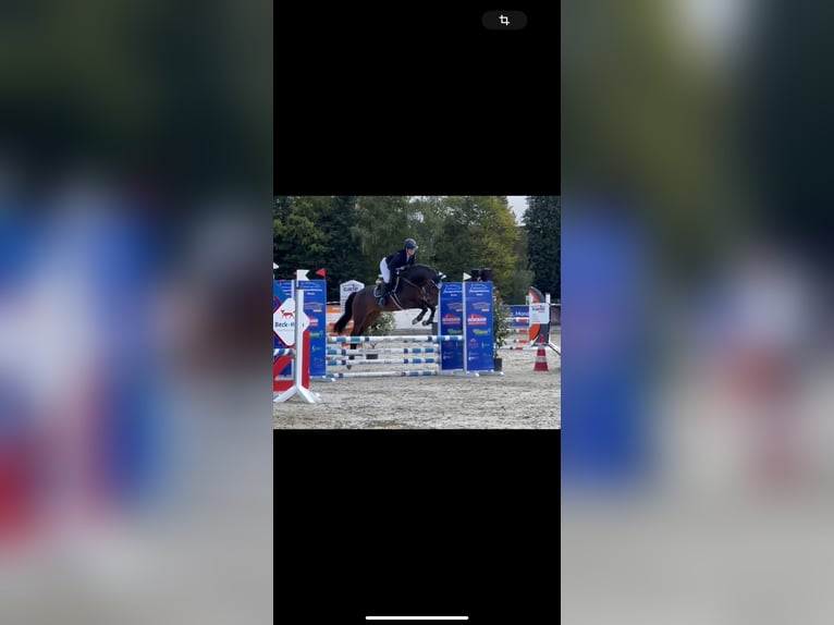 Hannoveraner Wallach 6 Jahre 163 cm Brauner in Burghaun