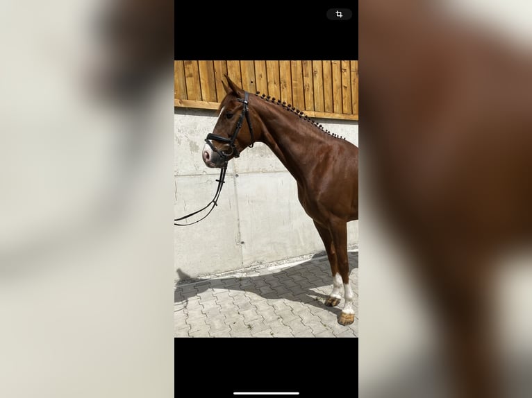 Hannoveraner Wallach 6 Jahre 163 cm Dunkelfuchs in Hurlach