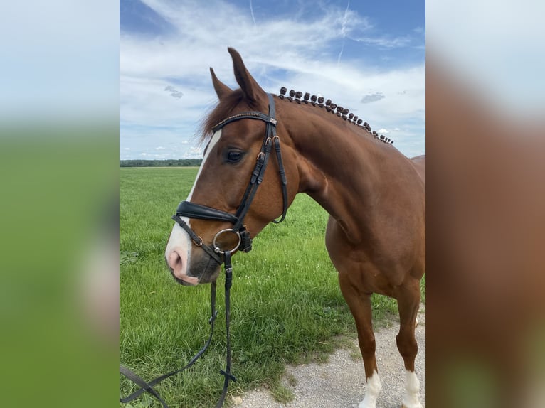 Hannoveraner Wallach 6 Jahre 163 cm Dunkelfuchs in Hurlach